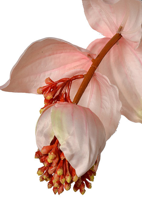 39" Silk Medinilla Spray Pink