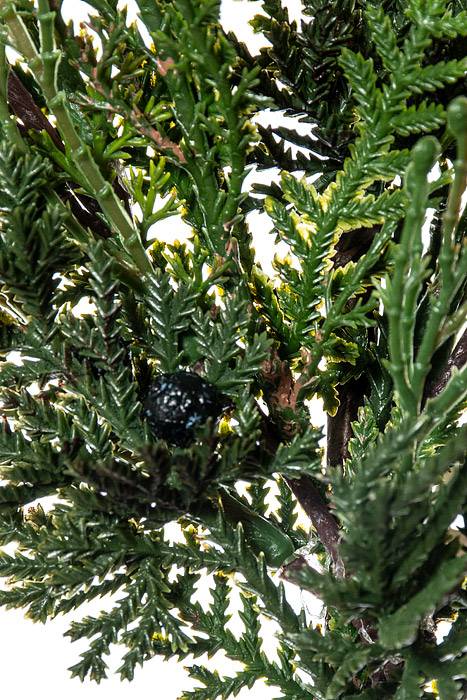 17" Cedar Blue Berry Pick