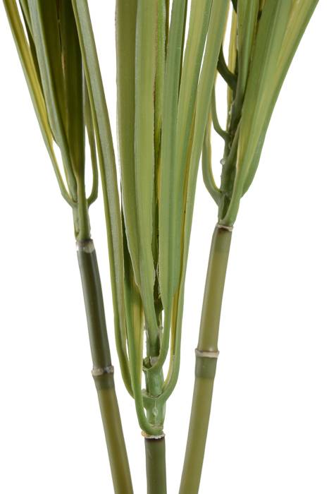 28" Dracena Marginata Green