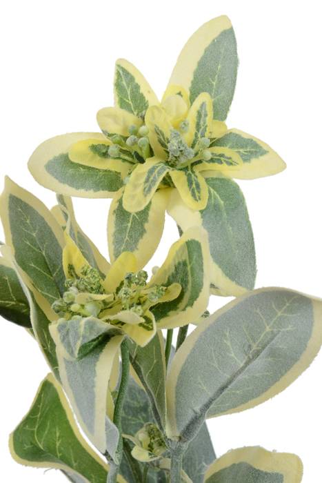 25" Snow On Mountain Green/white