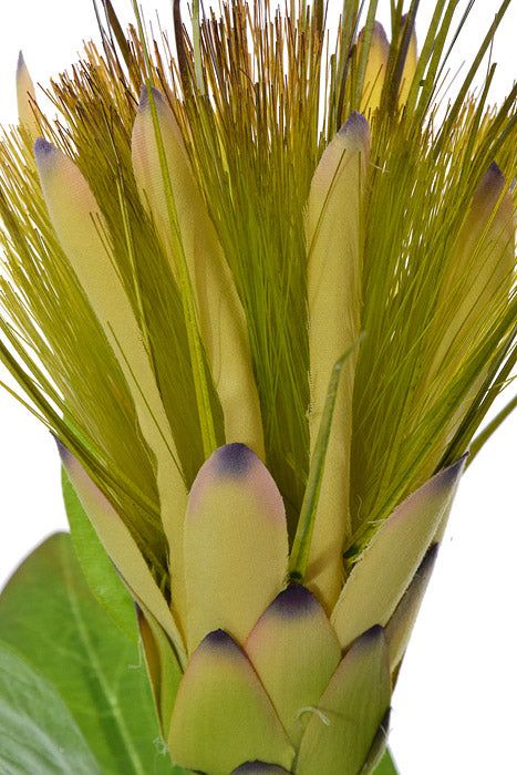 30" Royal Protea Spray Light Yellow