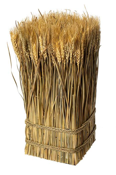 16.5" Pre.wheat/grass Twig Natural