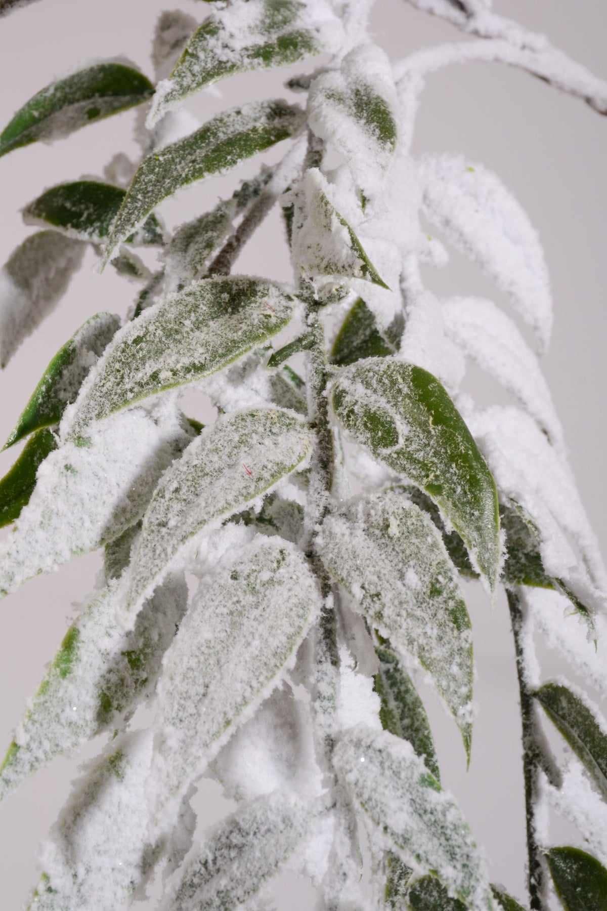 50" Snow Nandina Leaf Hanging Spray White/Green