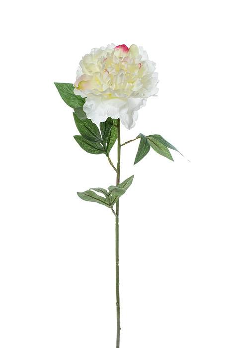 27.5" Pearl Silk Peony Spray Cream/rubrum