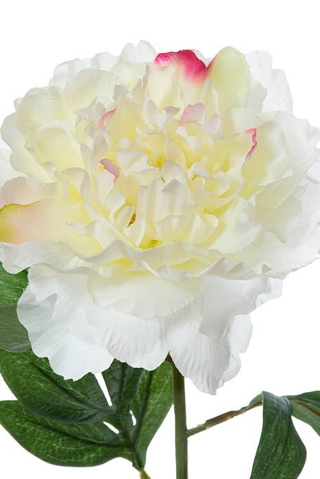 27.5" Pearl Silk Peony Spray Cream/rubrum