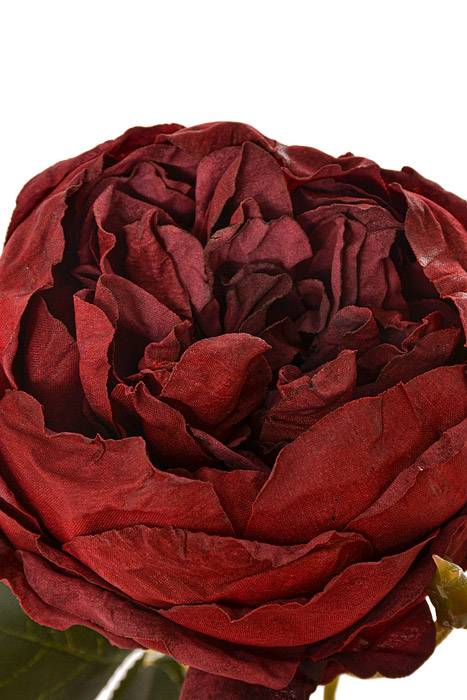 24.5" Silk Cottage Rose Spray Wine