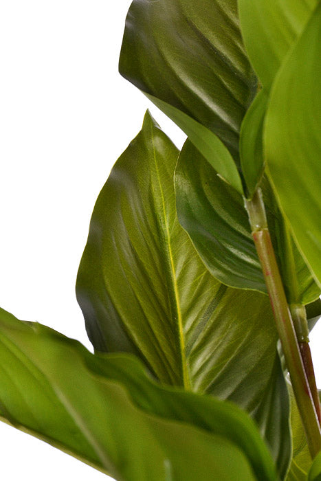 19" Rohdea Japonica Bush Green