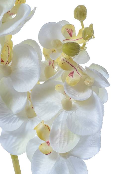 28" Baby Phalaenopsis Spray Cream