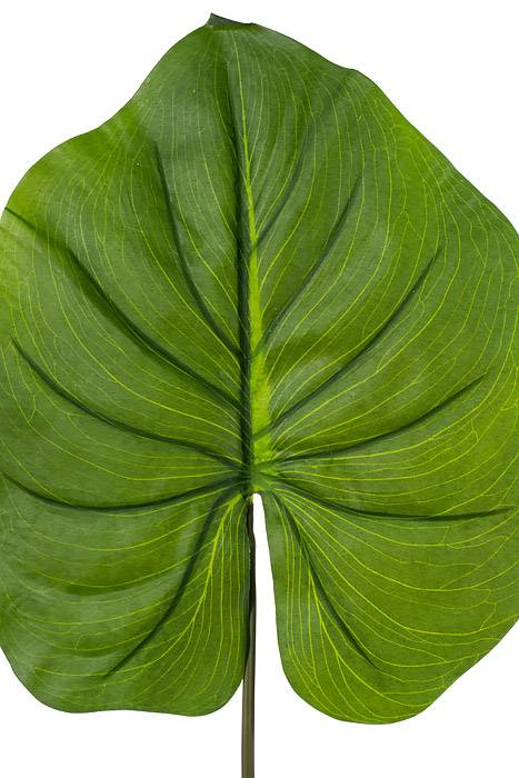 33.5" Alocasia Leaf Green