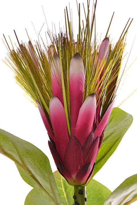 31" Silk Protea Spray (Beauty)