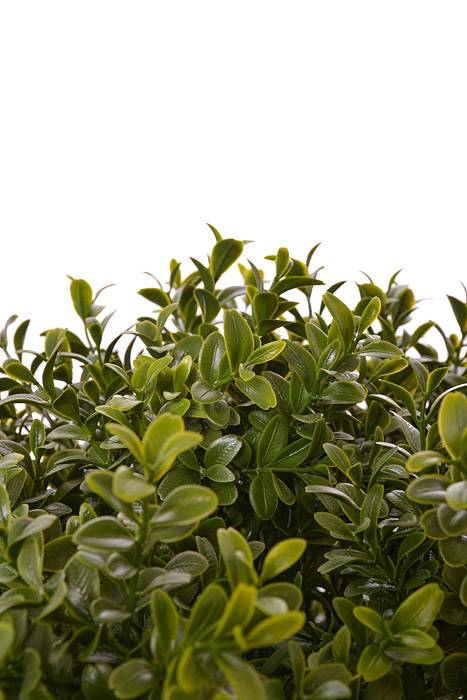 23.5" High Ball Boxwood Topiary Pot Green