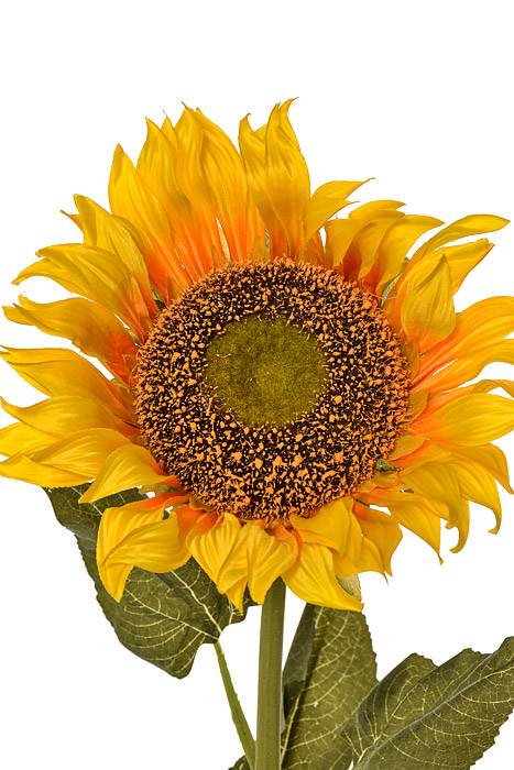 43" Single Sunflower Yellow