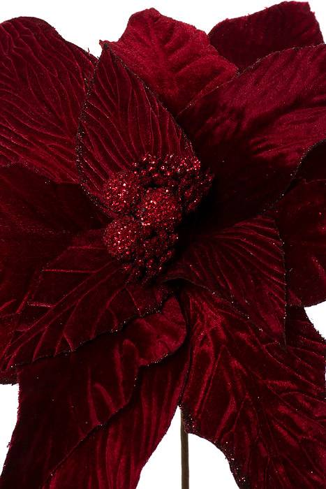 30" Display Poinsettia Stem Burg
