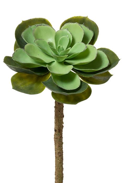 6" X 11.5" Echeveria Pick Green