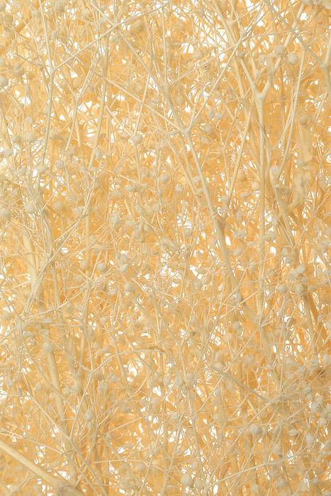 Stardust Gyp. 4oz. Bleached Pkg