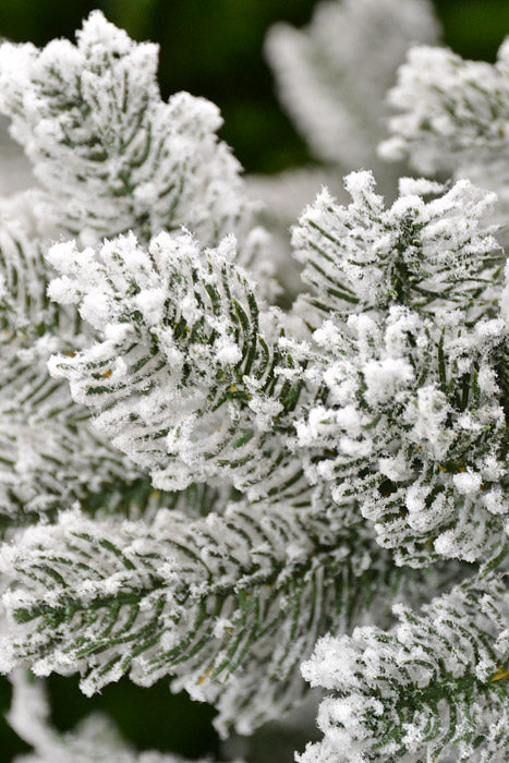 9Ft X 66" Flocked Pine Tree Snow
