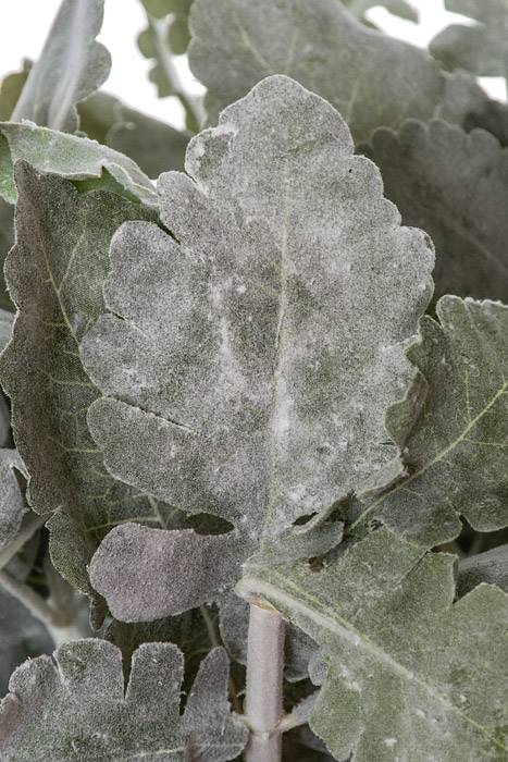 16.5" Dusty Miller Bush Gr/fk