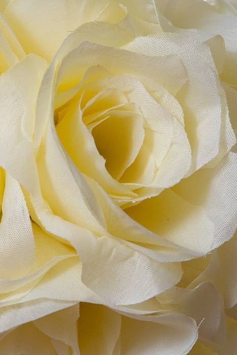 6" Rose Ball W/ribbon Ivory