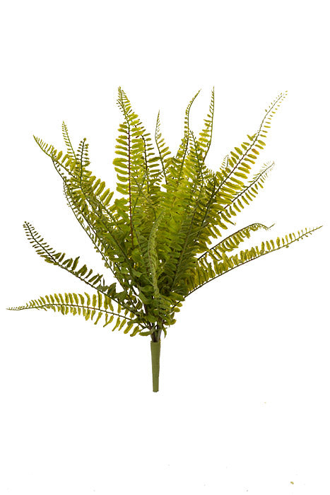 22" Boston Fern Green