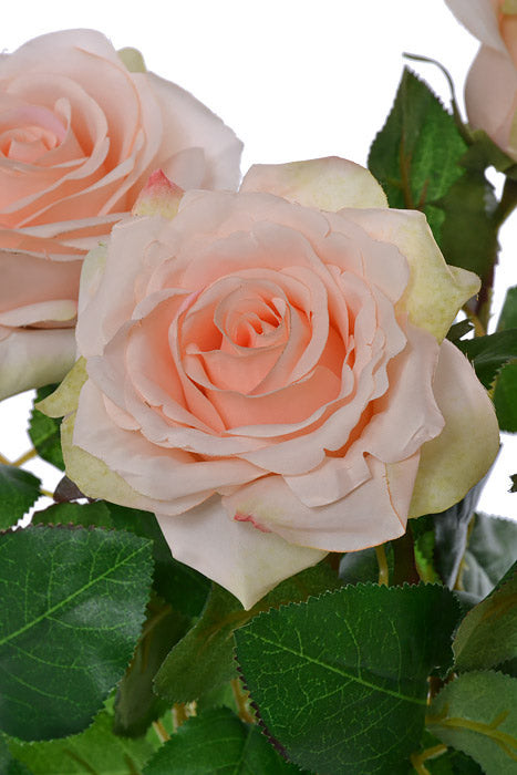 21.5" Confetti Rose Bush X7 Peach/cream