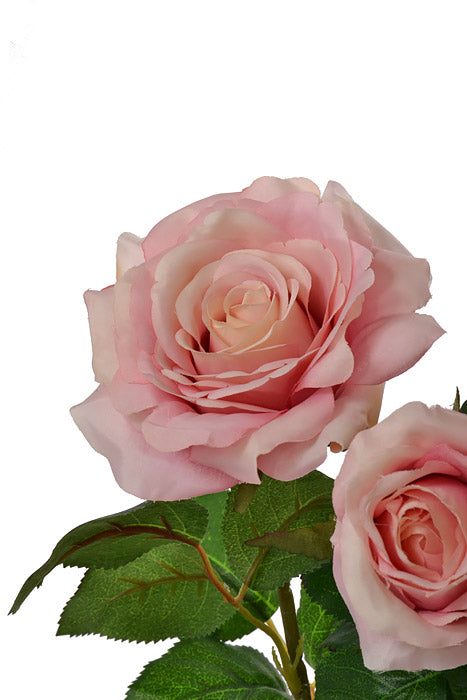 21.5" Confetti Rose Bush Pink