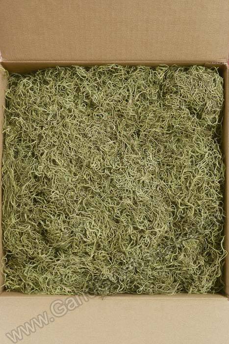 Spanish Moss Light Green