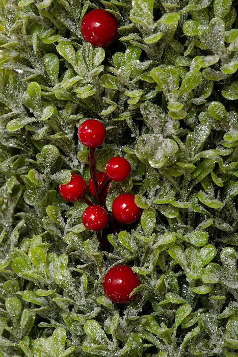 24" Red Berry/frosted Boxwood Cone Tree Frosted Red/green