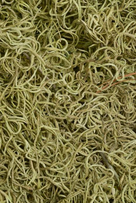 Spanish Moss Light Green