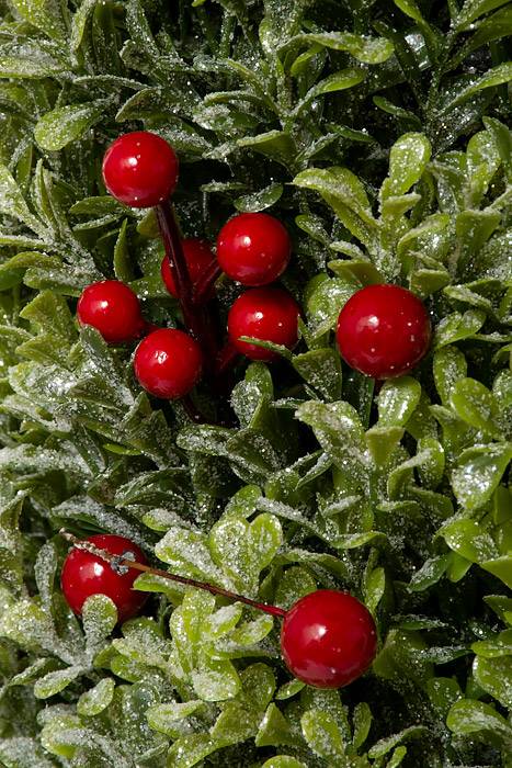 30" Red Berry/frosted Boxwood Cone Tree Frosted Red/green