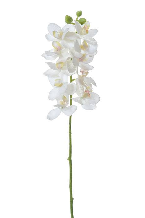 21" Phalaenopsis White