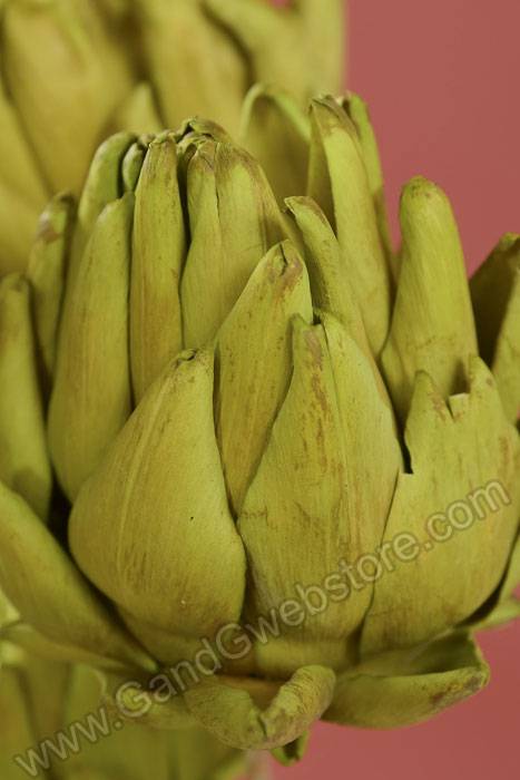 Chico Choke/stem Grass Green Pkg/5