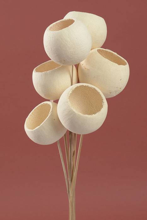 Bell Cups On Stem Bleached Pkg/6