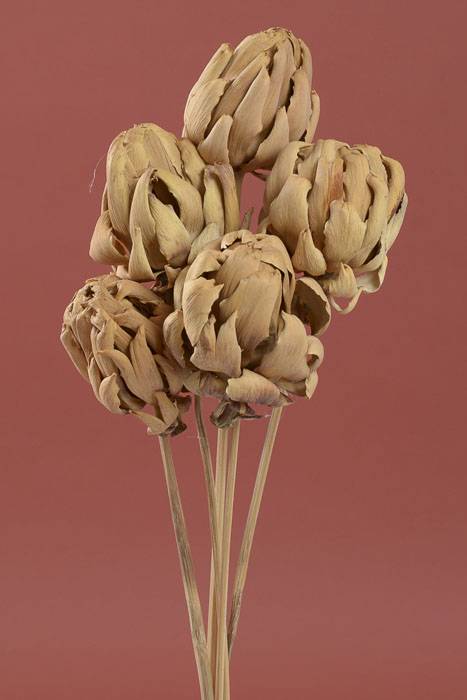 Chico Choke/stem Natural Pkg/5