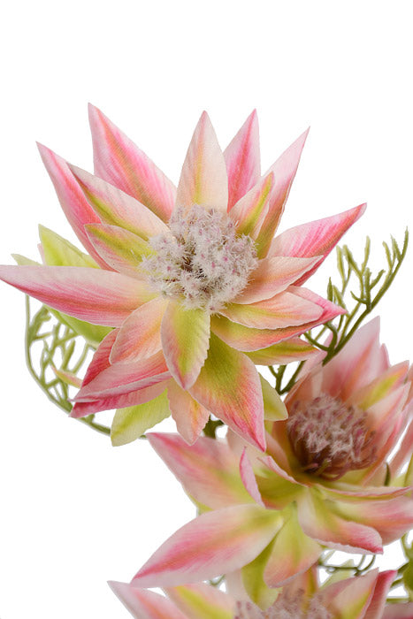 25.5" Silk Serruria Florida Spray Pink