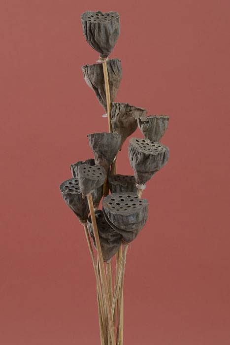 Mini Lotus Pod On Stem Natural Pkg/12