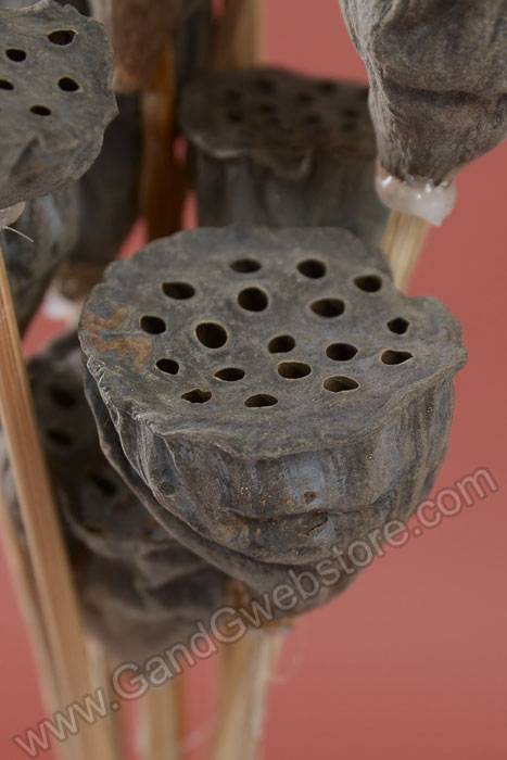 Mini Lotus Pod On Stem Natural Pkg/12
