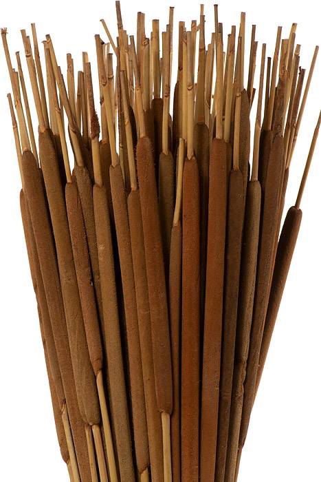 Cattails Pencil Dk. Brown Pkg100