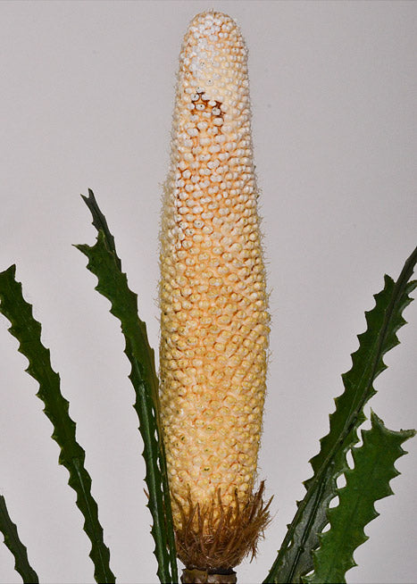 29" Artificial Banksia Spray Cream