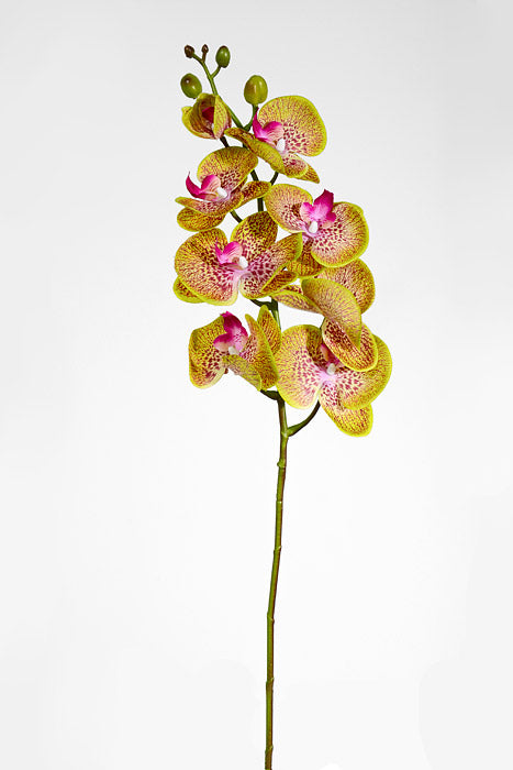 40" Silk Phalaenopsis Spray Green/Orchid