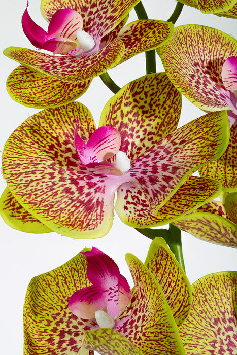 40" Silk Phalaenopsis Spray Green/Orchid