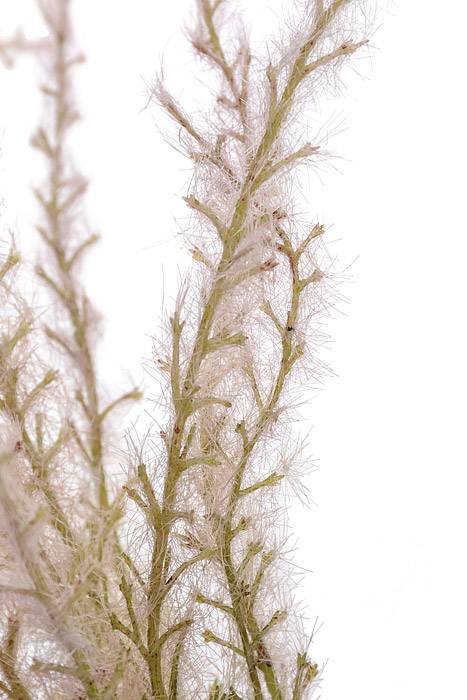 18" Reed Grass Spray Beige/Mauve