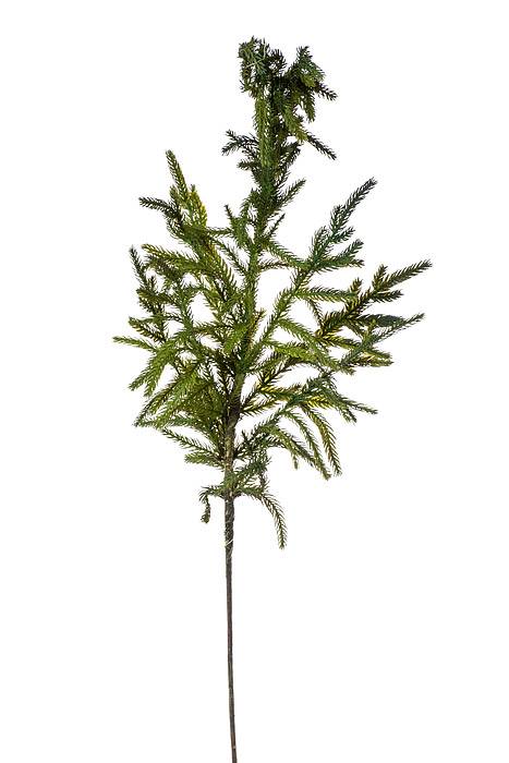 38" Natural Touch Norfolk Pine Spray (Green)