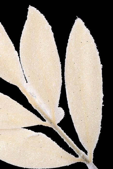 31.5" Bay leaf Spray White