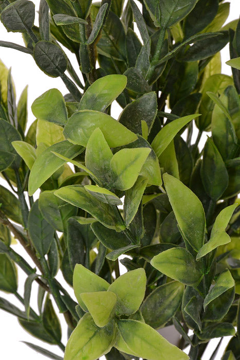 21" Ruscus Bush Green