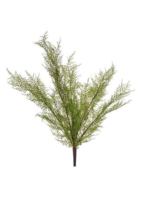 22" Asparagus Bush Green