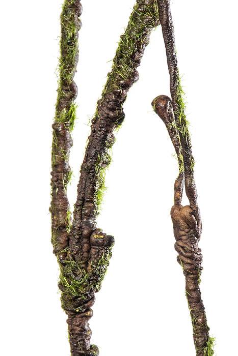 54" Brown Spray W/moss Brown/green