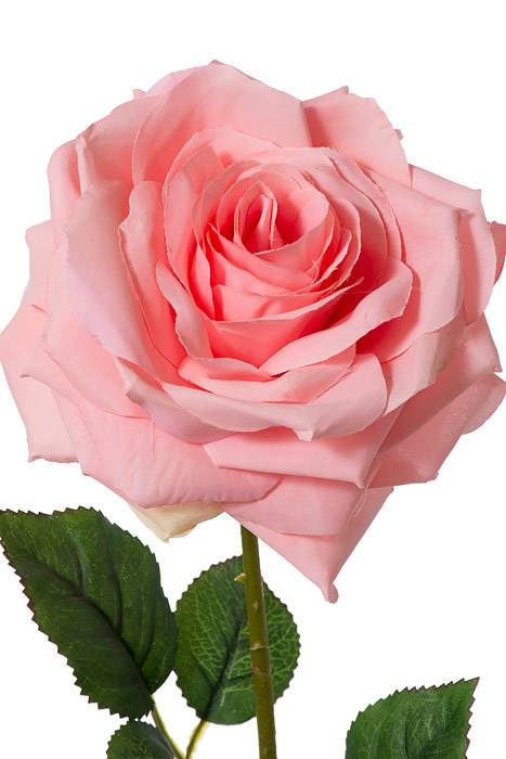 20" Open Rose Spray Pink