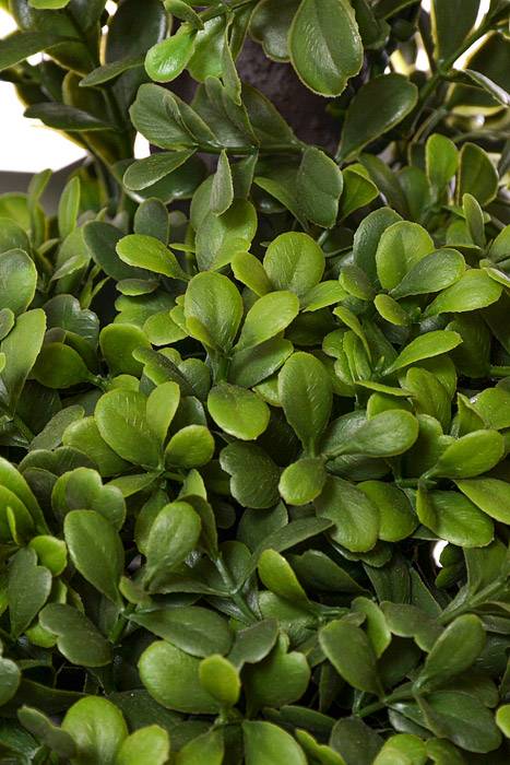 33" Boxwood Double Ball Top Green