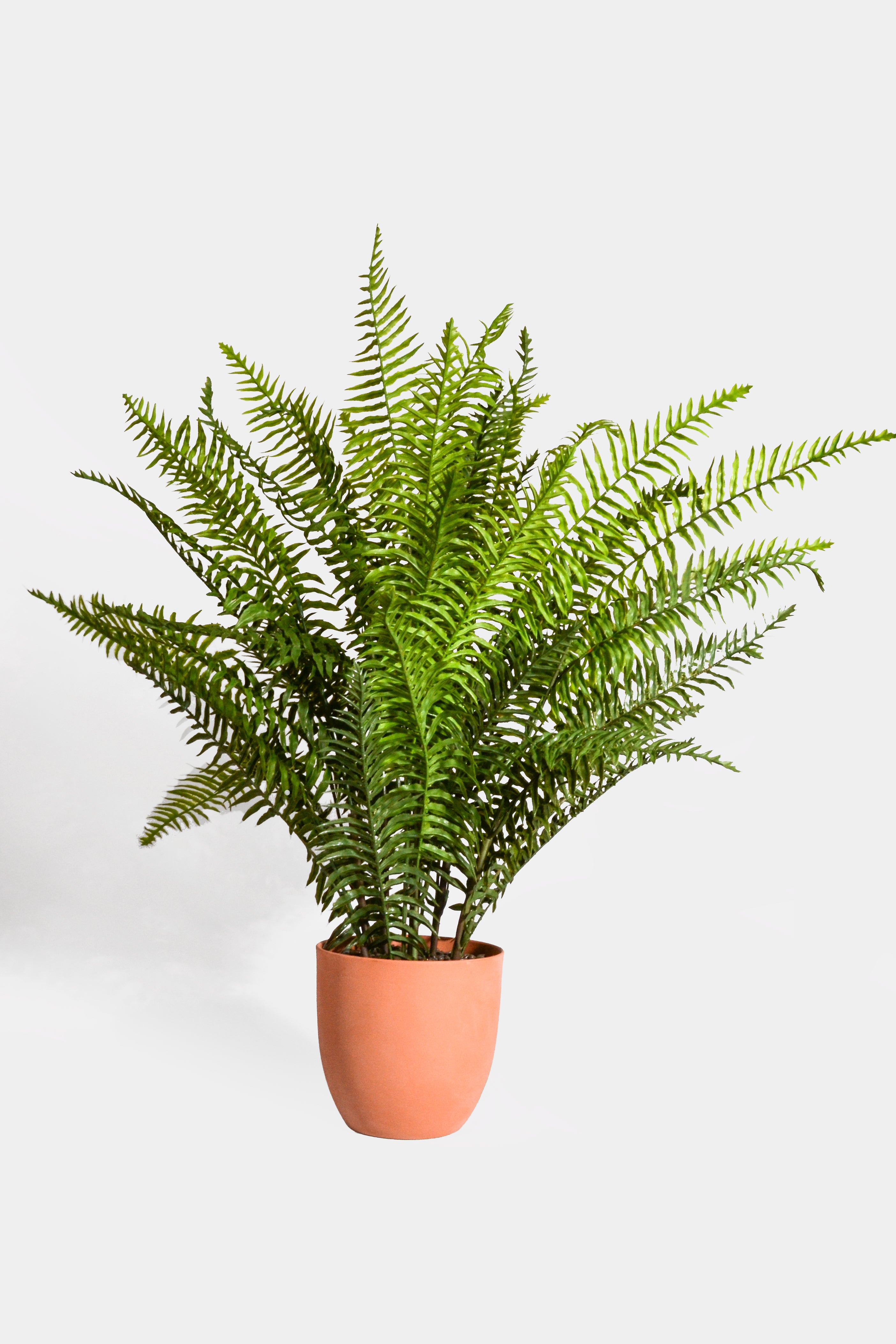 33" Real Touch Ruffle Fern In Pot Green
