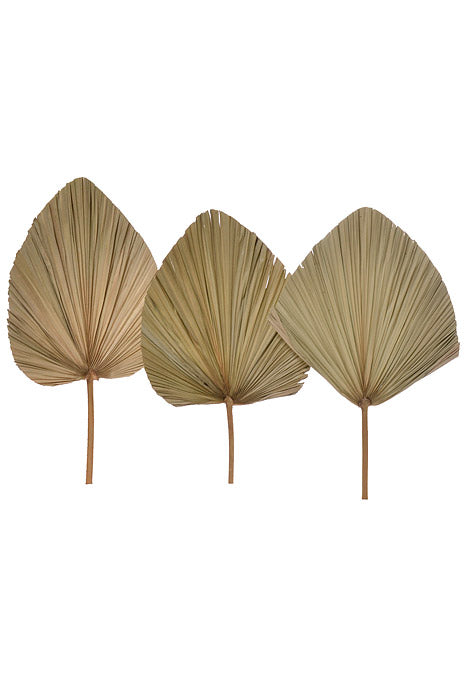 24" Dried Palm Leaf Natural PKG/3